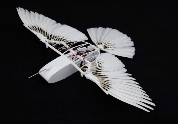 Robotic pigeon reveals how birds fly without a vertical tail fin