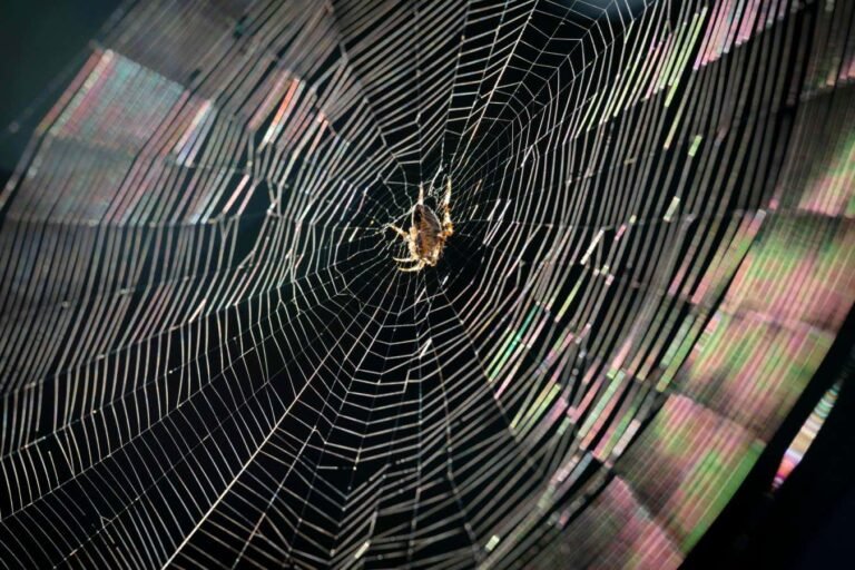 Could spider silk be the answer to sustainable fashion?