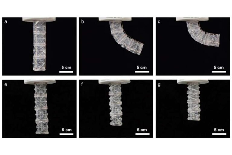 Robot made from pig gelatin biodegrades when no longer needed